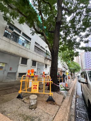 火炭坳背湾街的树穴空间狭小，树根向外伸展导致行人路面隆起，影响行人安全并增加倒塌风险。经团队评估后，认为受现场条件限制，最终决定移除部分树木，重新进行景观设计，改种更适合当区环境的树种，以平衡公众安全与绿化环境。