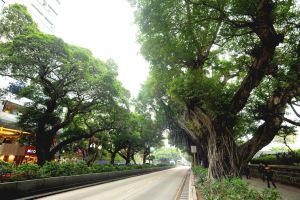 政府一直密切监察尖沙咀弥敦道两旁的大树生长情况，大部分已列入《古树名木册》，加强保护。