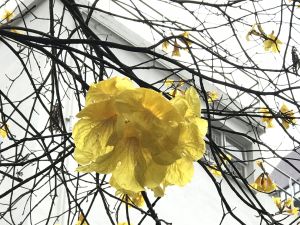 黃花風鈴木每年開花期間均吸引不少市民觀賞和拍照。