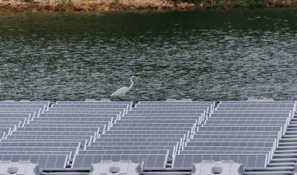 不少雀鳥喜歡在浮動太陽能發電板上停留休息。