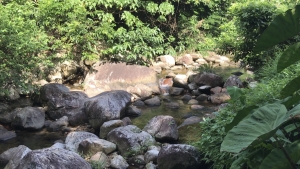 Pictured is the natural section of the Tung Chung Stream with dense vegetation.  It is of higher ecological value than the channelised section downstream.