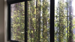 一些課室窗外特別種植了綠色植物，例如竹樹，用作遮蔽猛烈陽光，達至屏風效果。