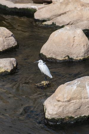 渠務署自2011年起分階段展開啟德河改善工程，並注入不同的綠化和生態元素，包括在河道兩旁栽種不同植物（如簕杜鵑）；在河床加設仿石，以提供適合魚群、雀鳥的棲息環境（如小白鷺）。