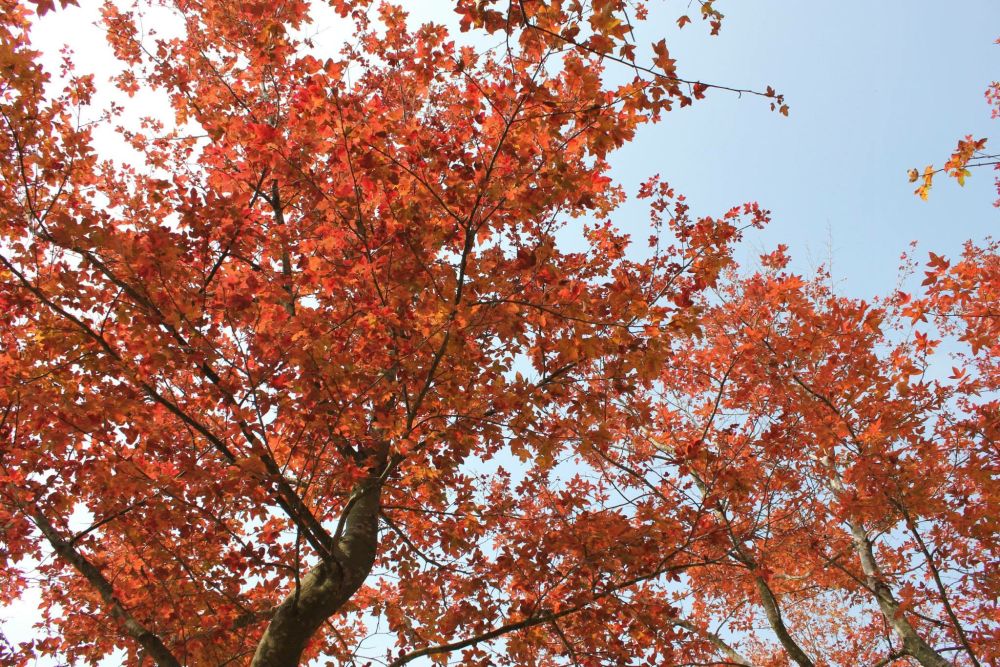 《指南》建議種植的80種樹種，其中一半是原生品種，如圖中（從上至下）的大頭茶、楓香和水翁。