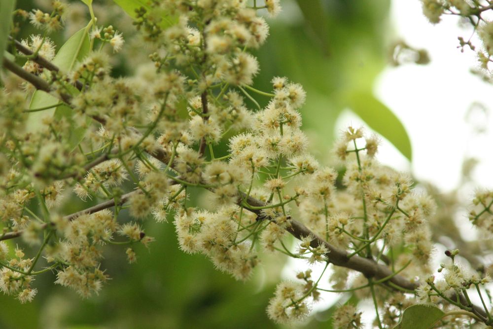 《指南》建議種植的80種樹種，其中一半是原生品種，如圖中（從上至下）的大頭茶、楓香和水翁。