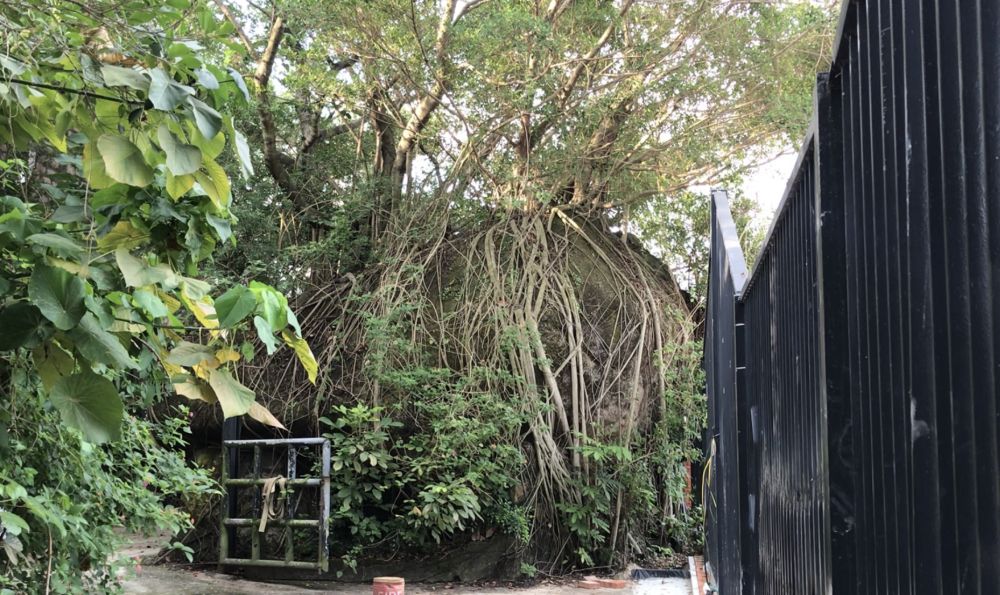 圖示「牛棚」後方用地上的一塊大石頭，據說當時的牛隻買手在大石後競價、落價，非常熱鬧。