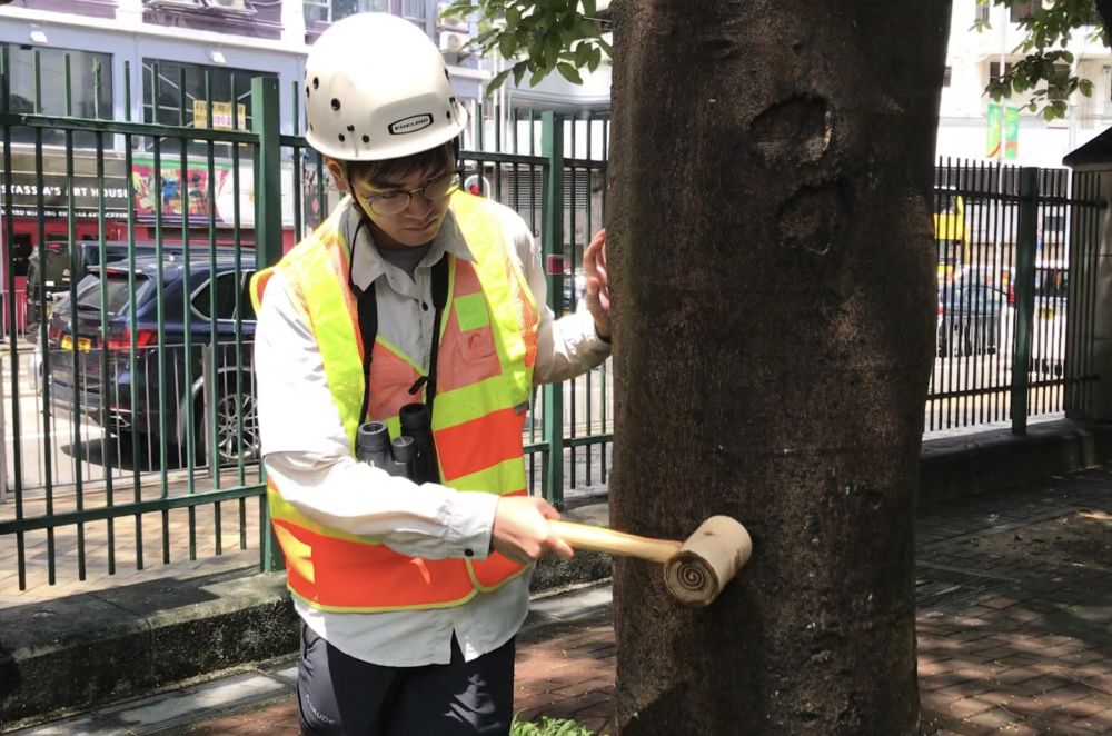樹木檢查人員會使用輔助工具 如用膠槌敲擊樹幹來評估