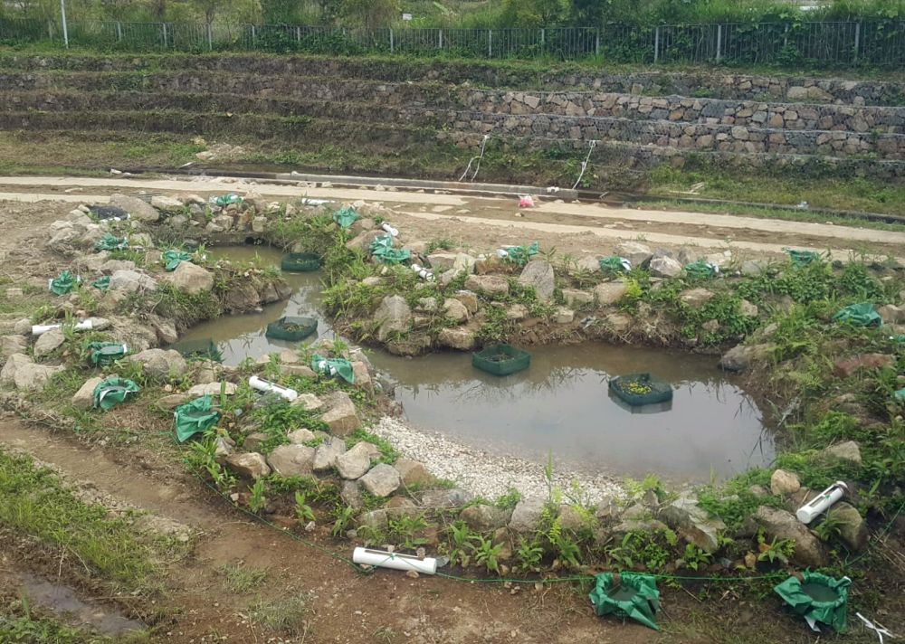 渠務署工程團隊重新堆砌河床石塊，創造不同流速的水道，並種植合適的植物。