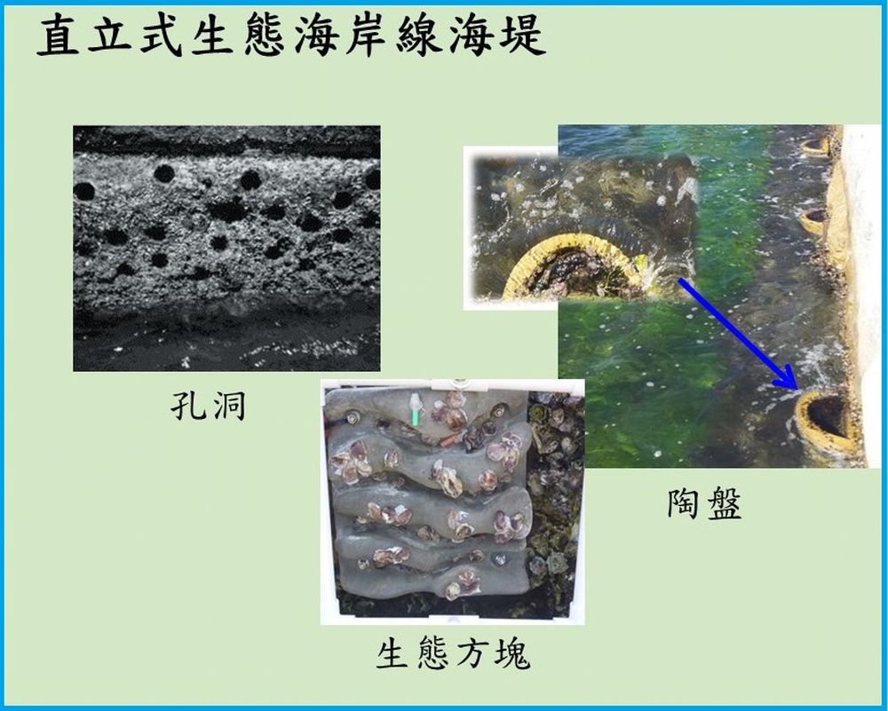 直立式生態海岸線海堤將透過陶盤、孔洞、生態方塊等，提供不平滑的表面，讓體型較小的海洋生物依附和生長。