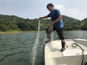 水務署技工（漁務）葉志安把魚網撒進水塘，進行「刺網捕魚」的工作。