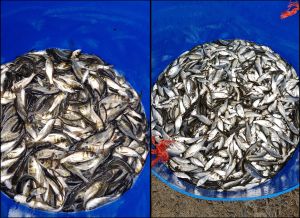 在水塘放養的魚苗主要是鯿魚、大頭魚和鯪魚的魚苗。