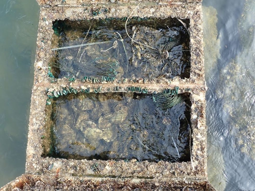 蠔籠內放置的蠔和青口會攝食水中的微生藻和有機物，有淨化水體的作用。
