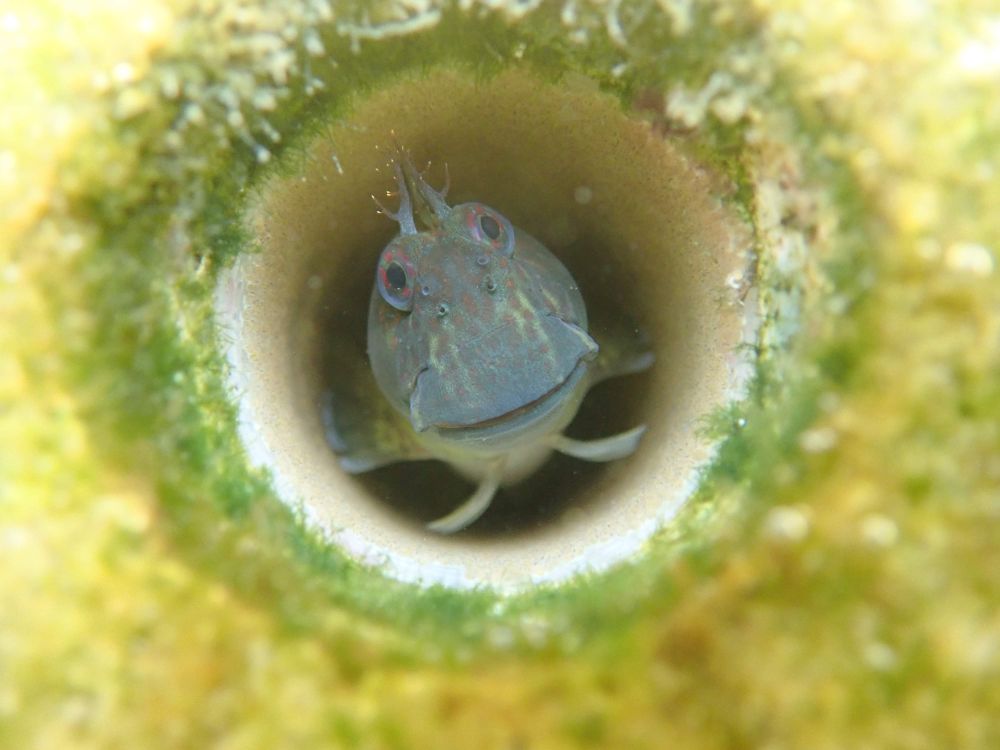 在西貢試點上找到多種生物物種，包括螺和魚。