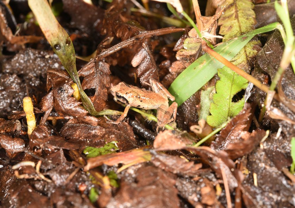 大嶼山擁有多種具生態價值的生境，如淡水沼澤、樹林等；生物多樣性亦豐富，如馬蹄蟹、盧氏小樹蛙、素雅灰蝶等。