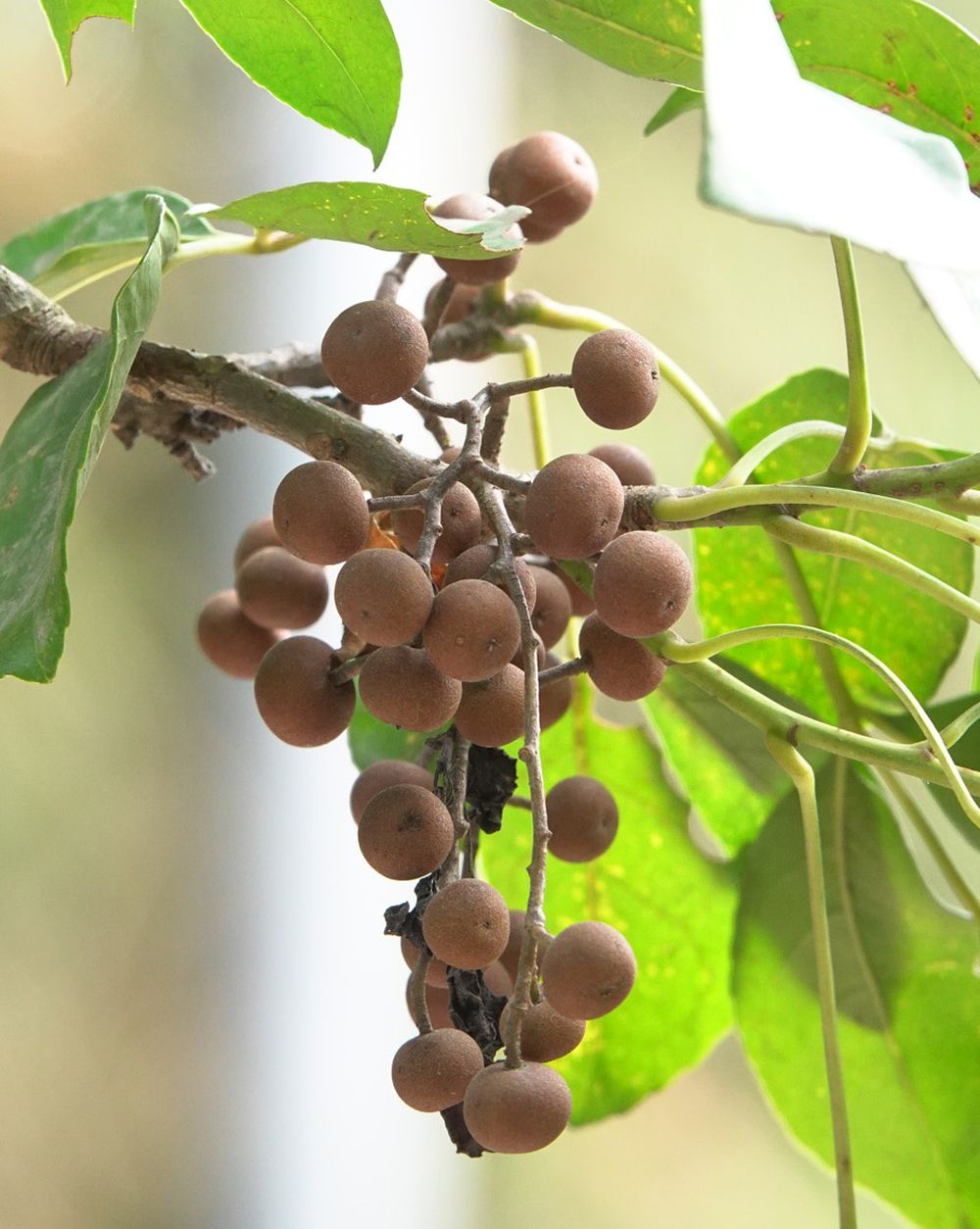 秋楓的果實可釀酒，葉更可作香料來煮出一道名叫「茄苳雞」的菜式。