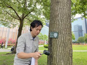 發展局綠化、園境及樹木管理組農林督察（樹木管理）羅寶正示範使用輔助工具（如膠槌）敲擊樹幹來評估其結構狀況。