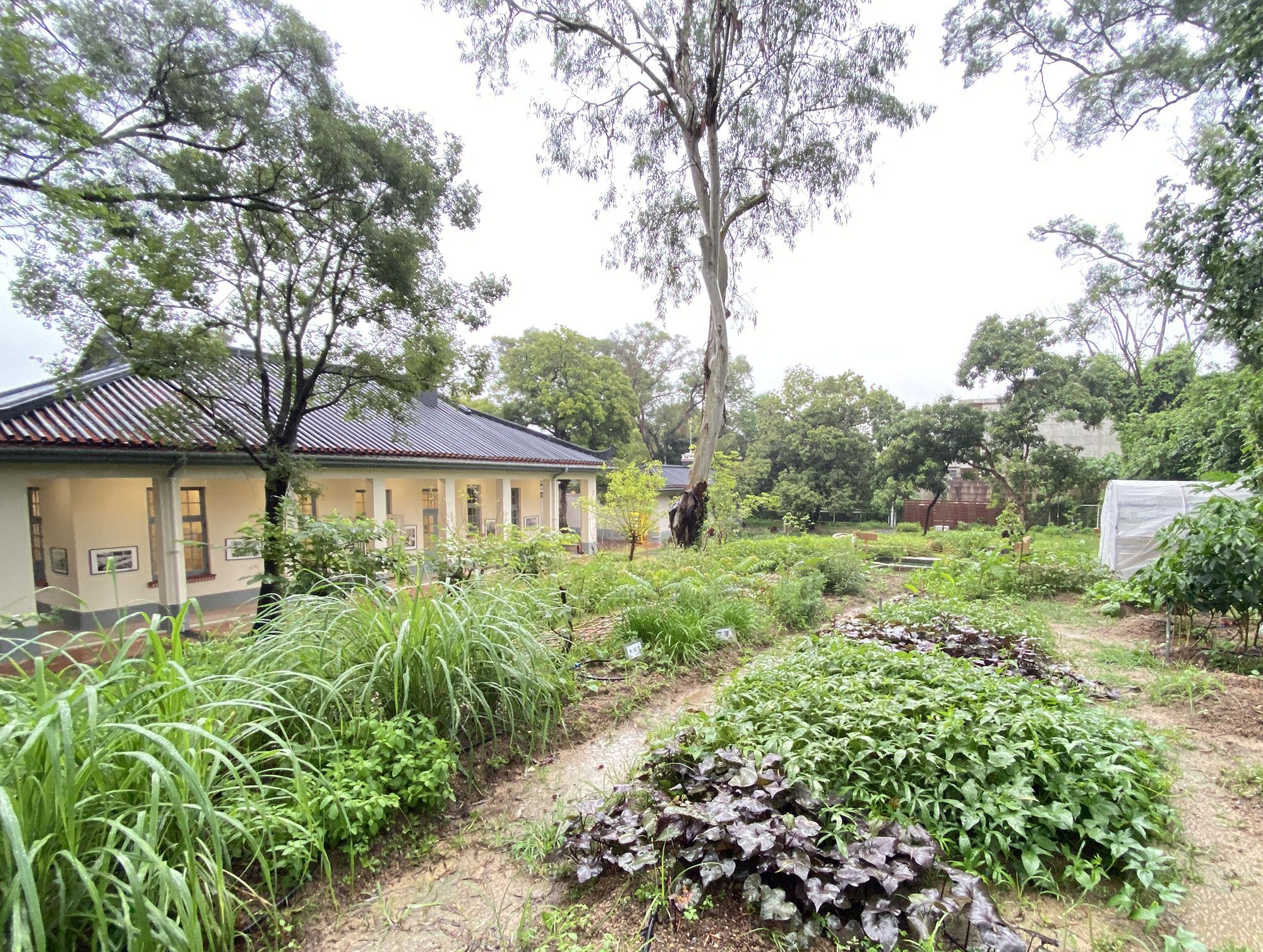 醫局戶外的地方設有中藥園圃、有機菜田、稻米田等。