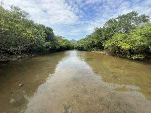水口一帶仍保留著獨特且具價值的自然環境，其最大生態特色在於陸地和海洋生境的無縫過渡。陸上生境包括林地、天然河溪、淡水沼澤和後灘灌木叢，支援著海岸線的紅樹林以及獨一無二的沙坪。