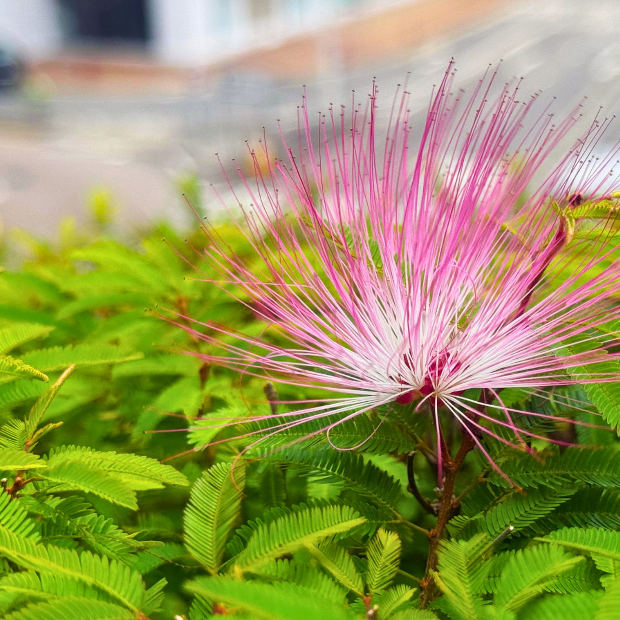 將軍澳南公園內同時種植了粉撲花、馬利筋和百子蓮等蜜源植物。圖示粉撲花。