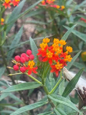 將軍澳南公園內同時種植了粉撲花、馬利筋和百子蓮等蜜源植物。圖示馬利筋。