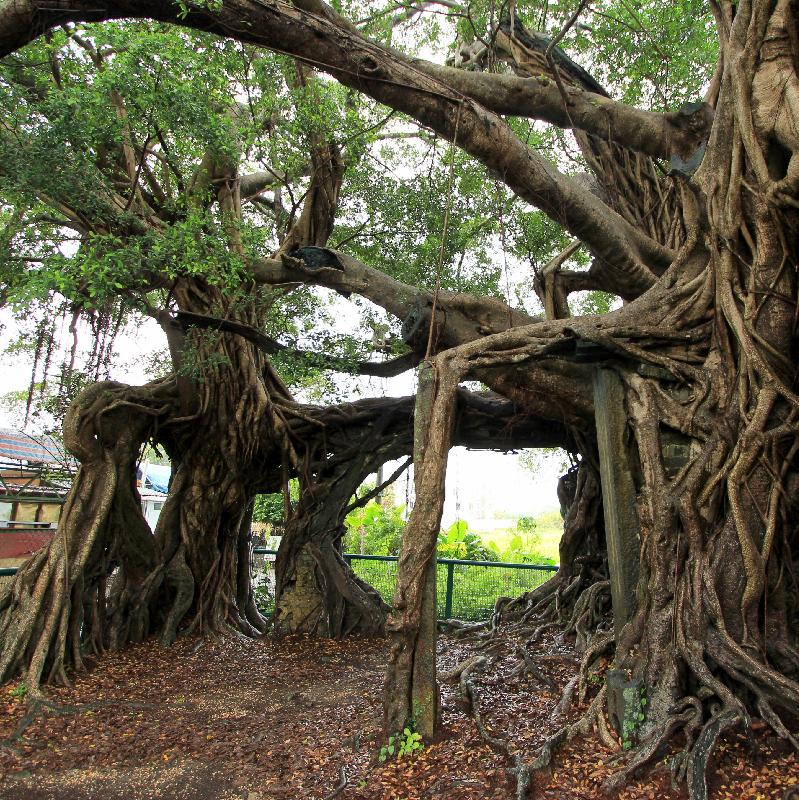 位於元朗水尾村遊樂場的細葉榕（古樹名木編號LCSD YL/6）在選舉中整體得票最高，亦在「歷史及文化意義」組別中得票最多。