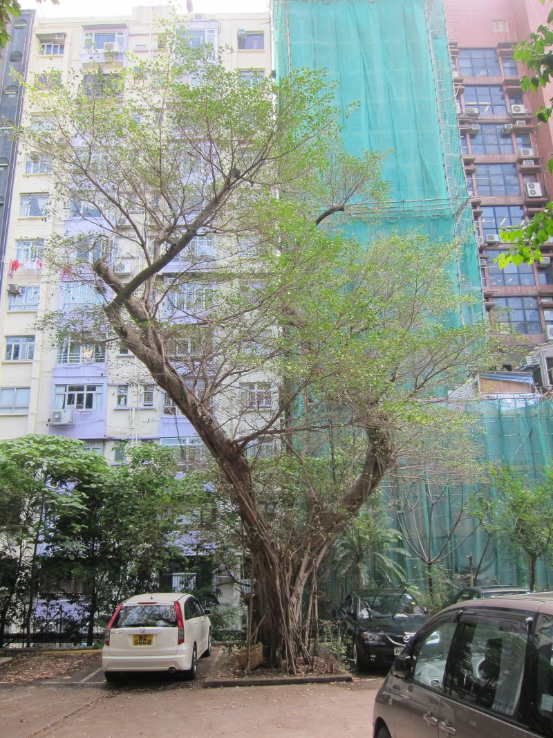 受褐根病感染樹木會變得樹冠稀疏。